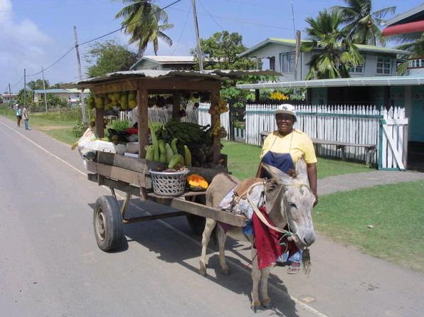 donkey cart