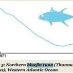 northern bluefin tuna