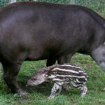 tapir jpg 145321