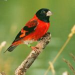 Male Red Siskin