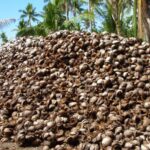 Coconuts Pile (Photo Courtesy of Essentium Materials, LLC)