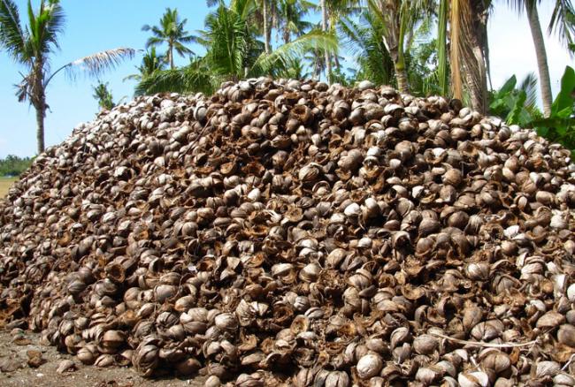 Coconuts Pile (Photo Courtesy of Essentium Materials, LLC)