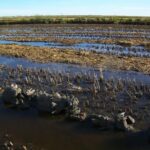 flodded rice field